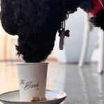 The Birch 10 150x150