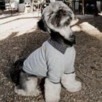 The Birch 11 150x150