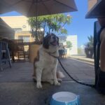 The Happy Wife 5 150x150