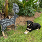 Paddock Project 101 150x150