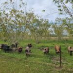 Bamboo Park 1 150x150