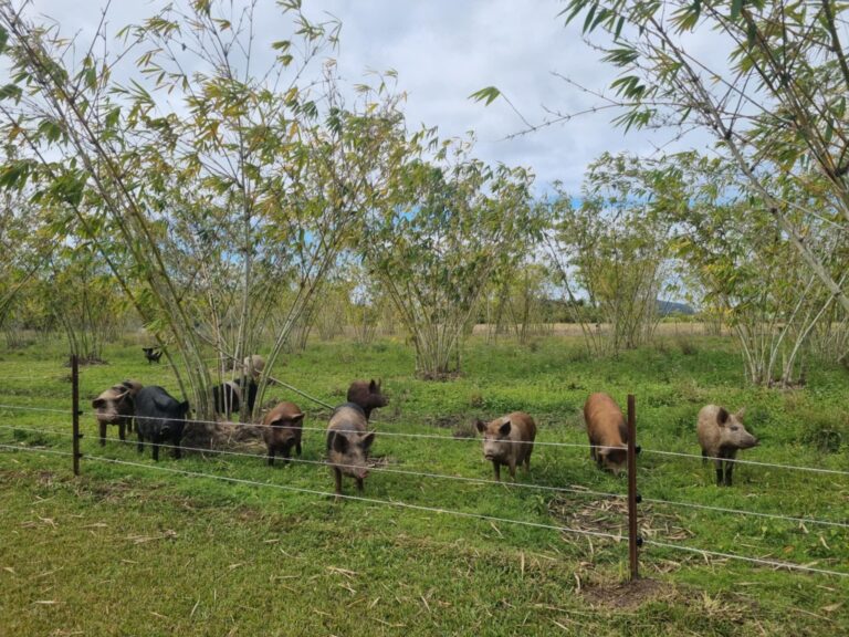 Bamboo Park 1 768x576