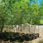 Bamboo Park 2 150x150