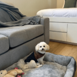 Bellinger River Tourist Park 4 900600 12 150x150