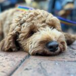 Crafty Robot Brewing 1 150x150