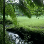 Kui Karinya 2 900600 1 150x150