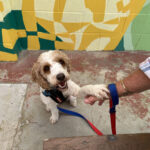 Matsos Sunshine Coast 12 150x150