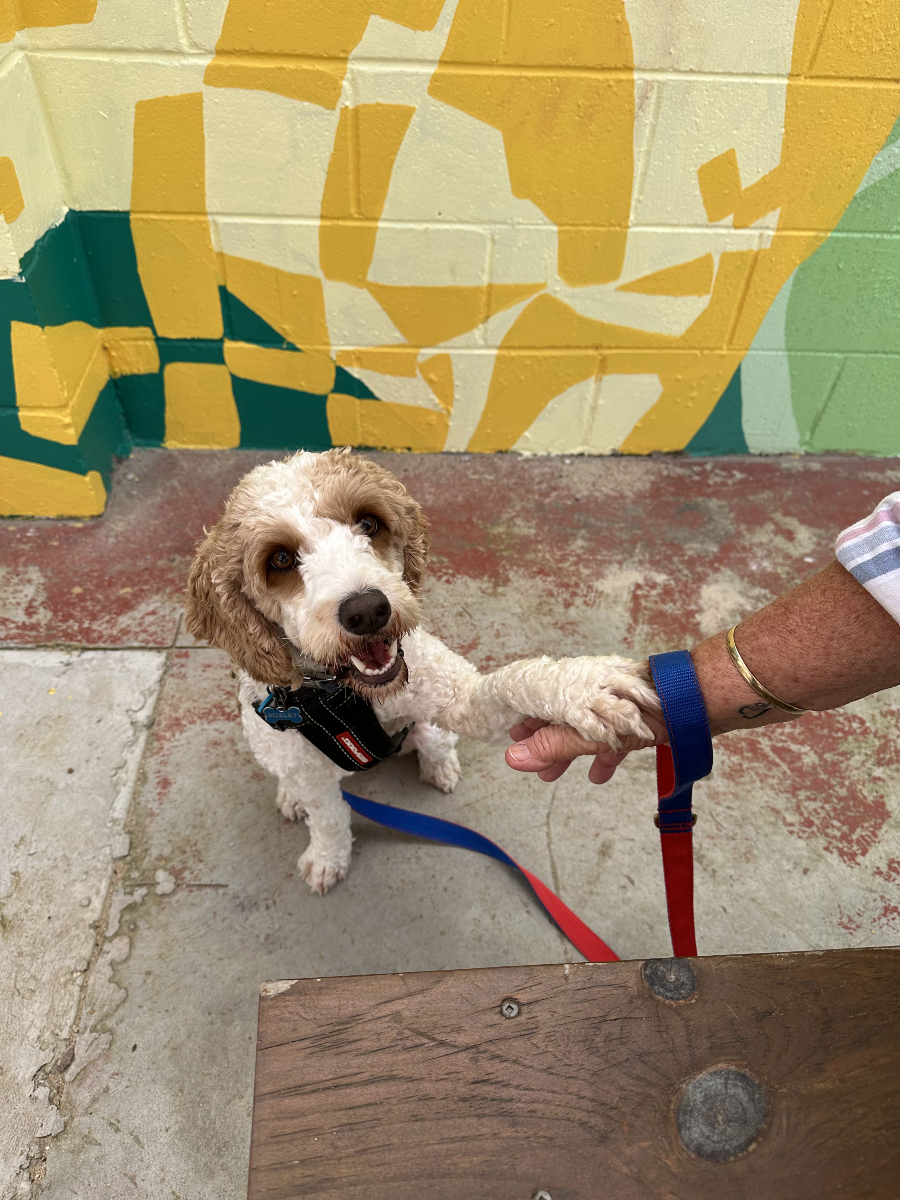 Matsos Sunshine Coast 12