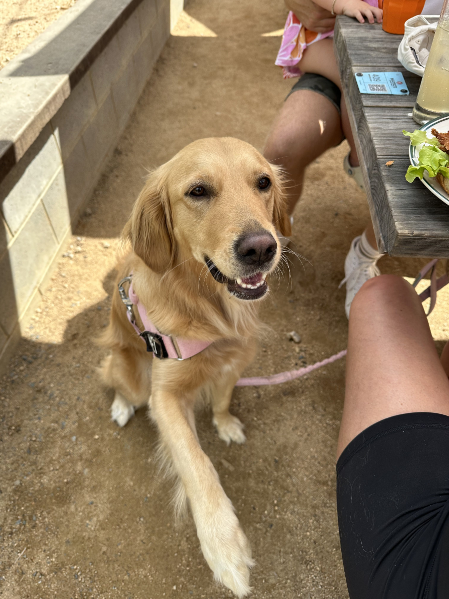 Matsos Sunshine Coast 13