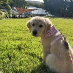 Matsos Sunshine Coast 14 150x150