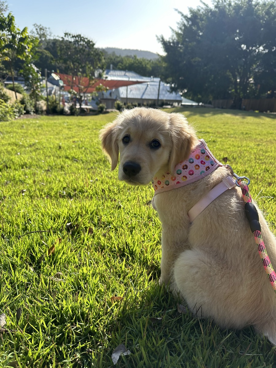 Matsos Sunshine Coast 14