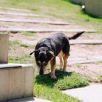 Matsos Sunshine Coast 2 150x150