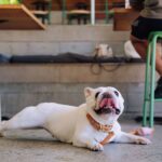 Matsos Sunshine Coast 3 150x150