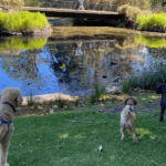 Pawsitive Dog Walks 1 900600 12 150x150