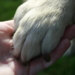 Pawsitive Dogwalks Banner 150x150