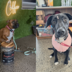 Rock Hop 20 900600 12 150x150