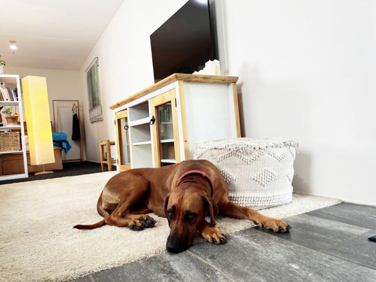 Stylish Studio 8 768x576