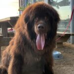 The Salty Dog Cafe 2 150x150