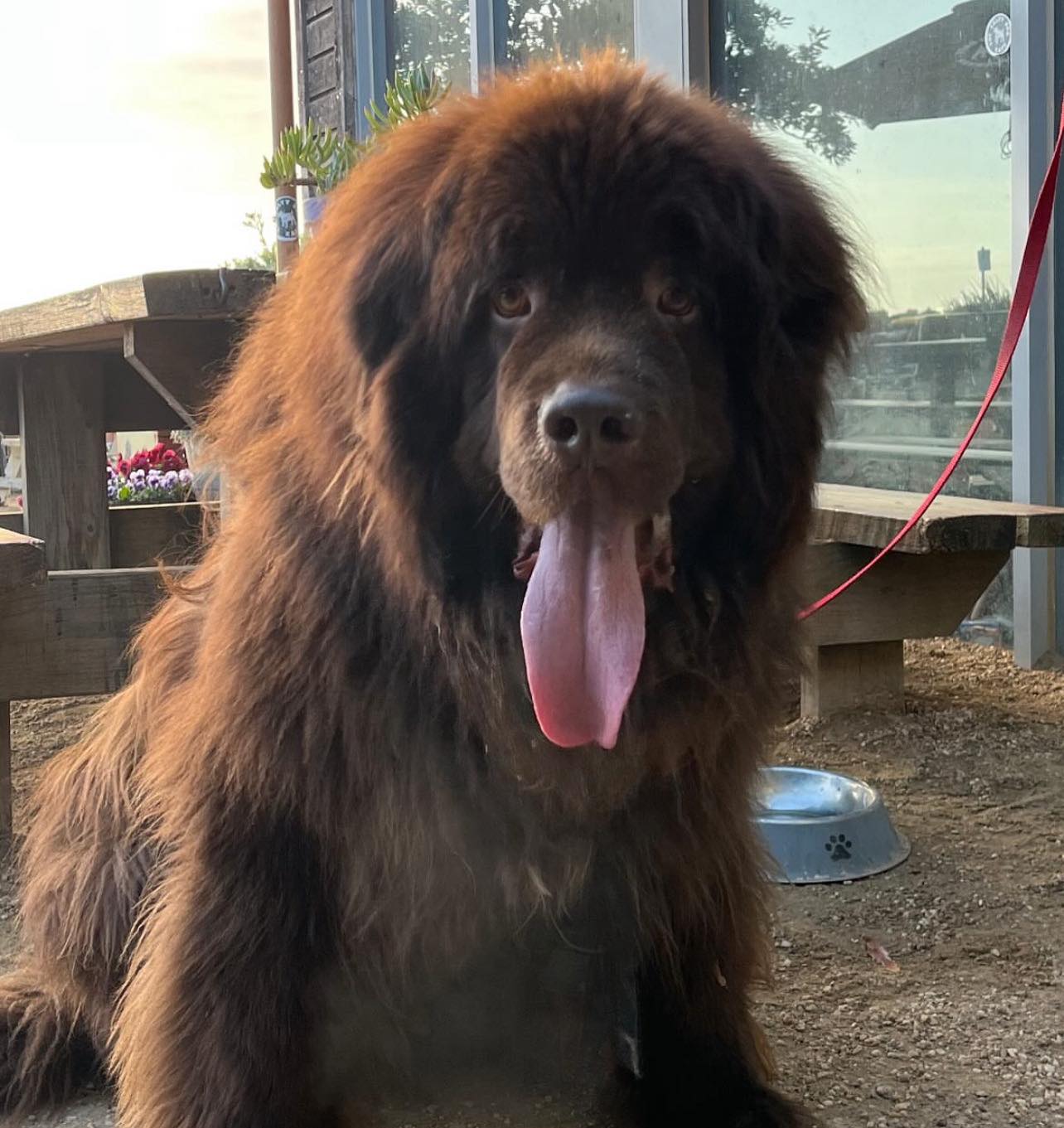 The Salty Dog Cafe 2