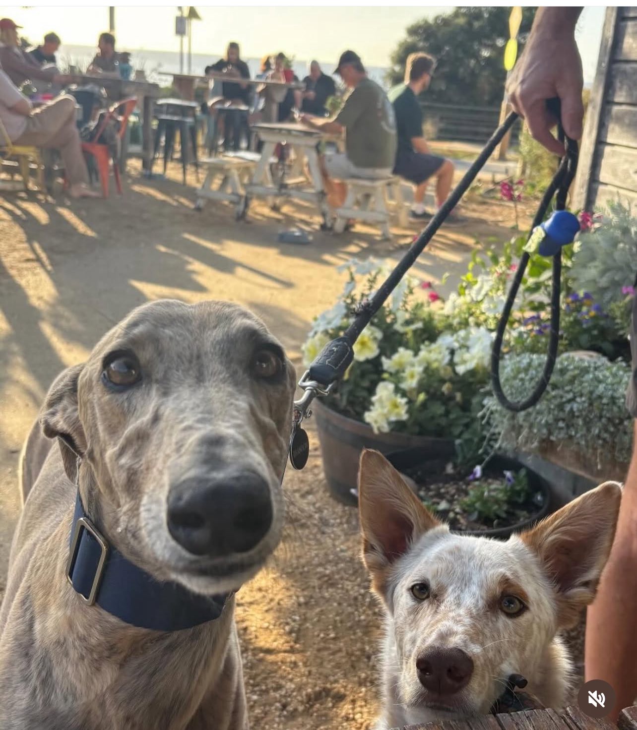 The Salty Dog Cafe 5