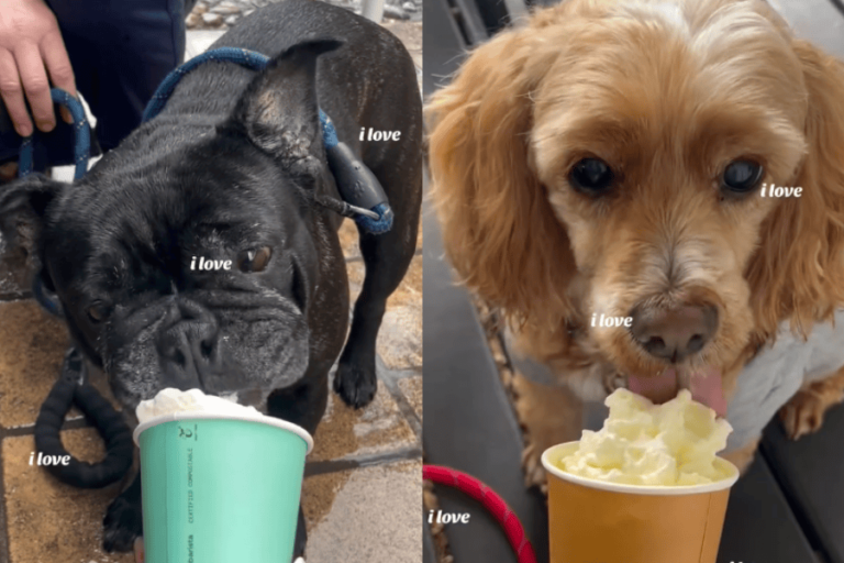 Wharf Street Cafe 900600 11 768x512