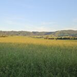 The Wattle Lodge The Wattle Lodge