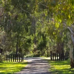 Acacia at Bodhi 11 150x150