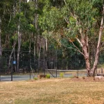 Acacia at Bodhi 17 150x150