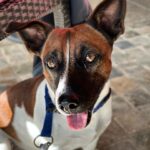 Haig Street Cafe 8 150x150