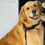 Haig Street Cafe 900600 11 150x150