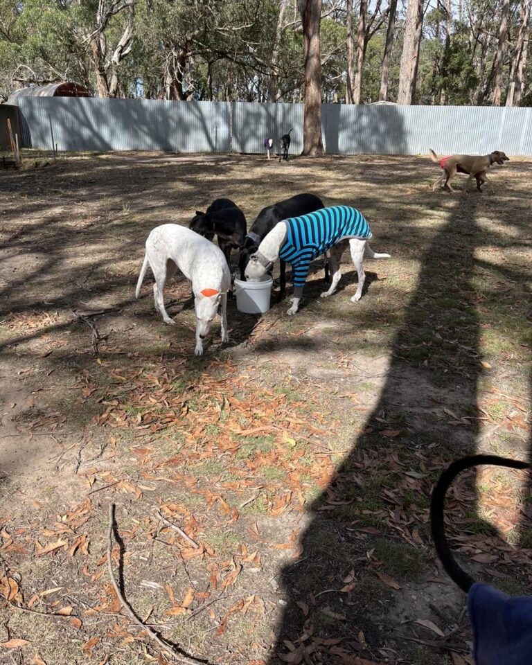 Mount Buninyong Winery 1 768x960