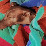 Mount Buninyong Winery 2 150x150