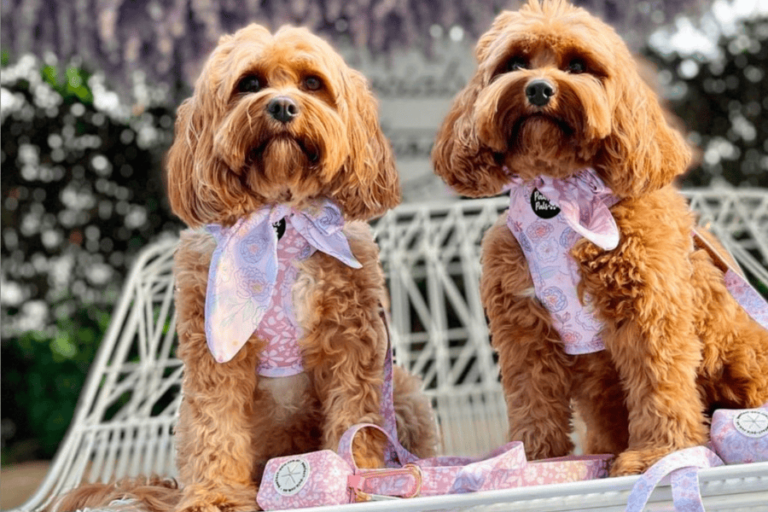 Social Hideout 900600 11 768x512