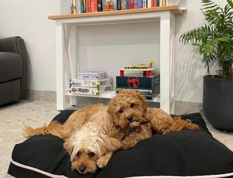 Tuncurry Cottage 9 768x585