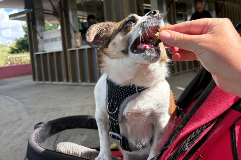Blaxland Riverside Park Kiosk 1 900600 15 768x512