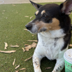 Blaxland Riverside Park Kiosk 2 900600 14 150x150