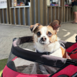 Blaxland Riverside Park Kiosk 3 900600 13 150x150