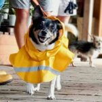 Fairhill Farm Shop 3 150x150