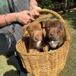 Fairhill Farm Shop 4 150x150