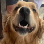 Mishka 1 900600 12 150x150