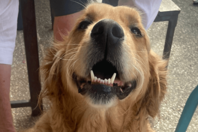 Mishka 1 900600 12 768x512