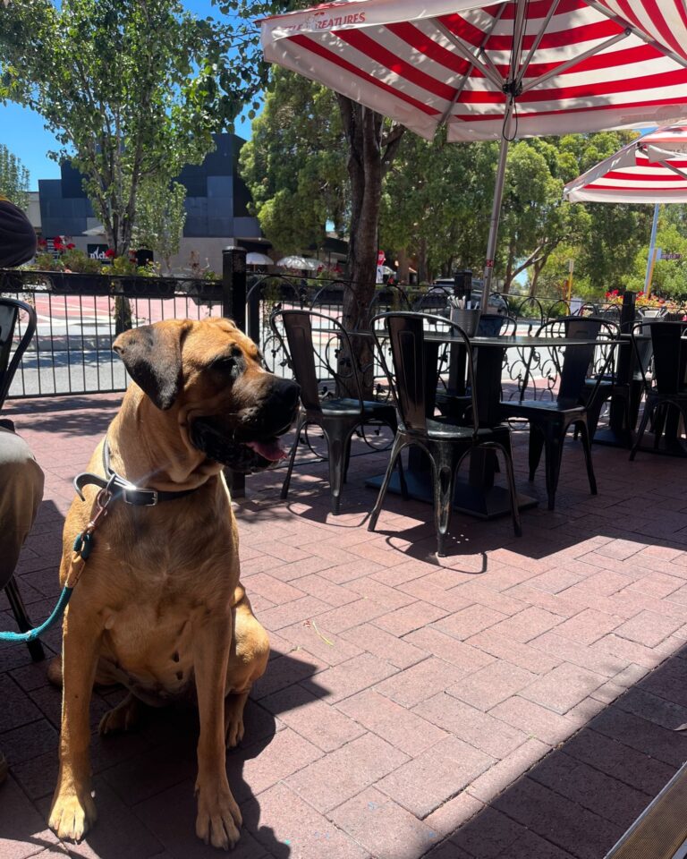 Paddington Ale House 6 768x960