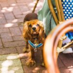 The Bistrot Cafe 1 150x150