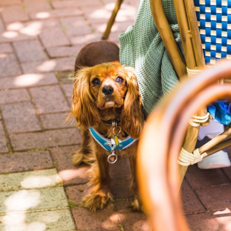 The Bistrot Cafe 1 768x768