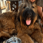 The Hungry Wombat 1 900600 13 150x150