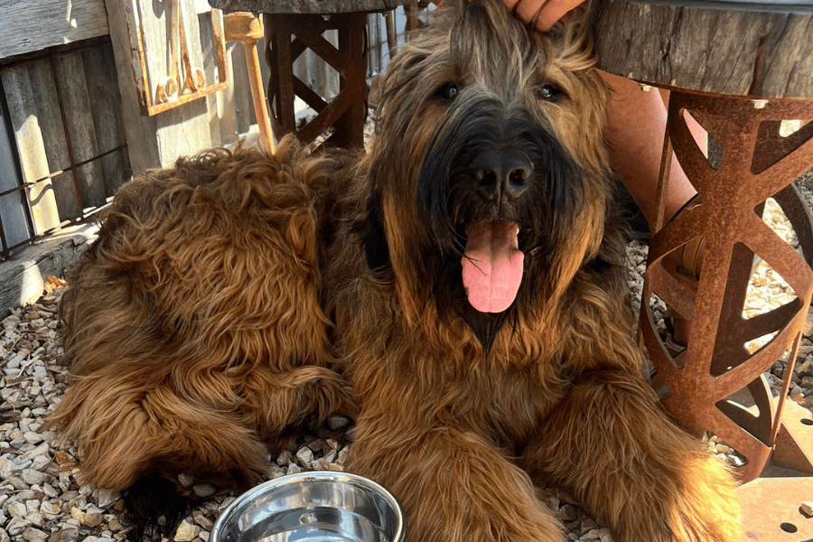 The Hungry Wombat 1 900600 13