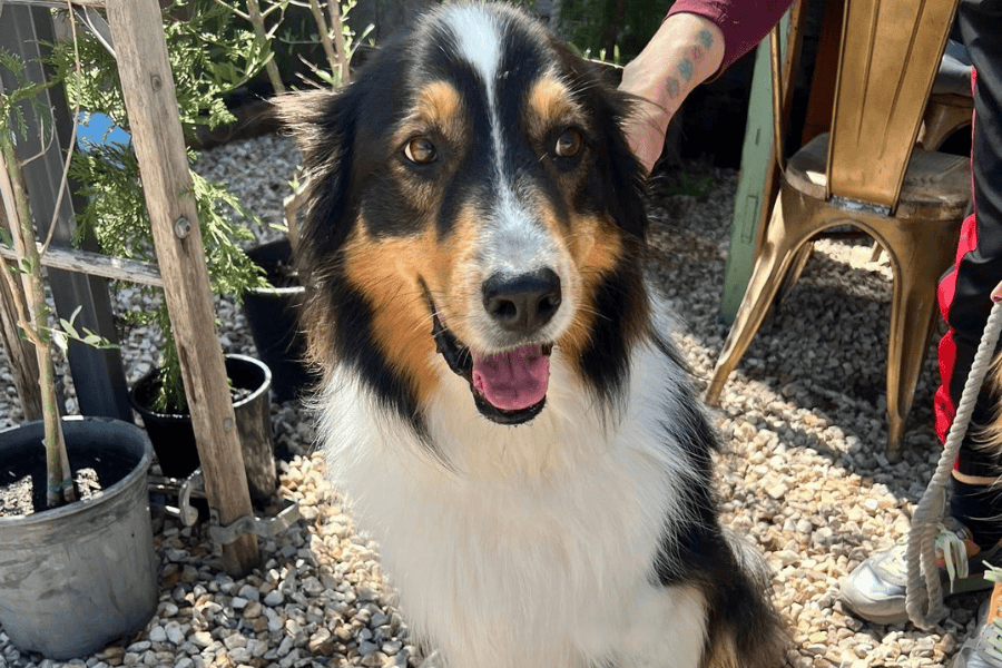 The Hungry Wombat 2 900600 12