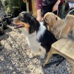 The Hungry Wombat 3 150x150