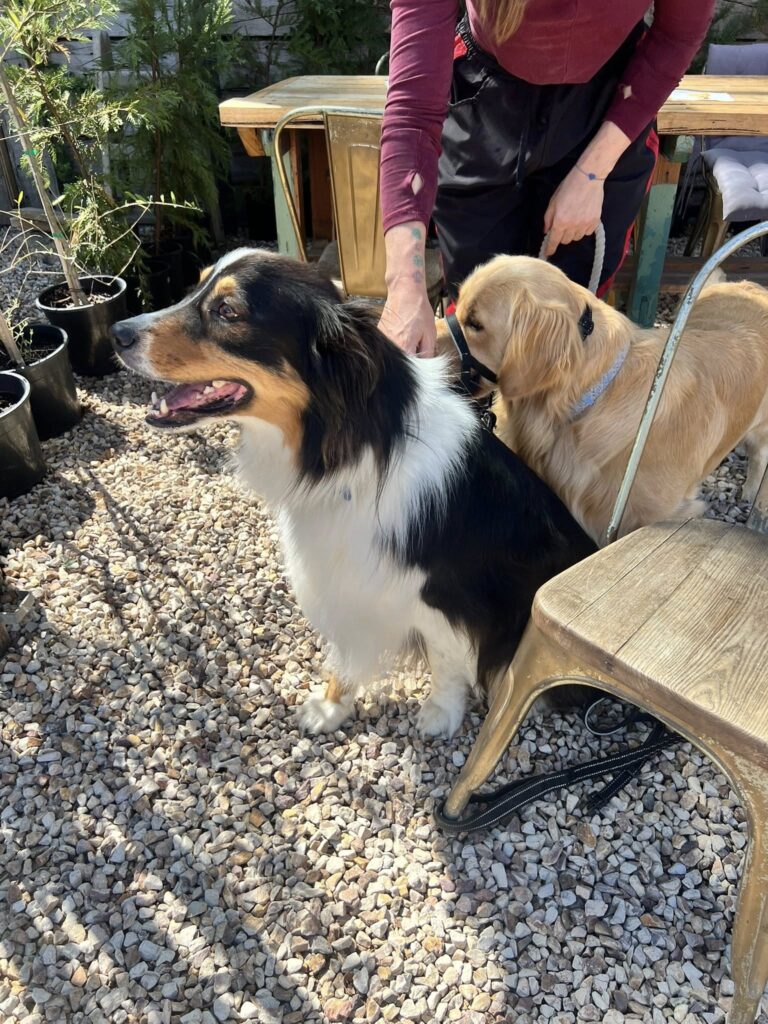 The Hungry Wombat 3 768x1024