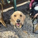 The Hungry Wombat 4 150x150